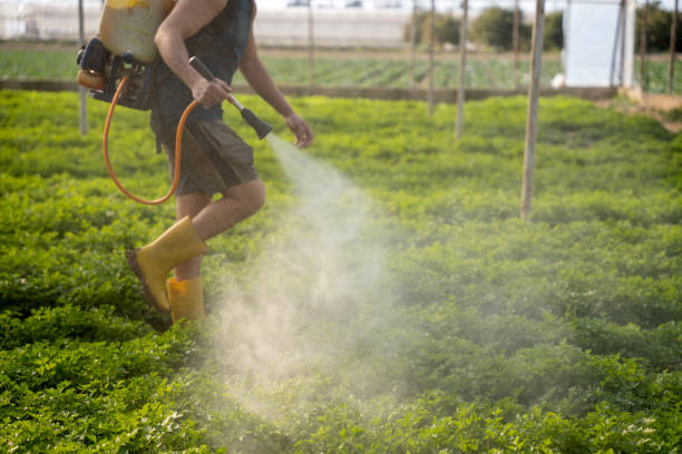 Best Affordable Pest Control Services  in Murphy, MO