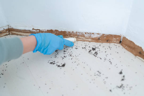 Reliable Murphy, MO Pest Control Solutions
